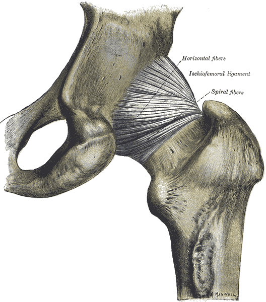 Gray's anatomy illustration of bone structure