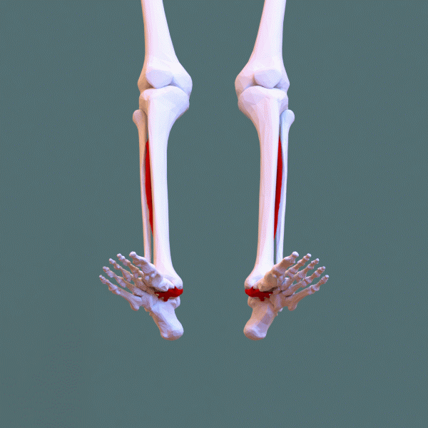 Animation showing the course of the tibialis-posterior muscle and tendon